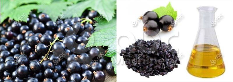 what is black currant seed oil