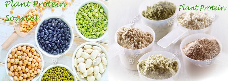plant protein powder and plant protein sources