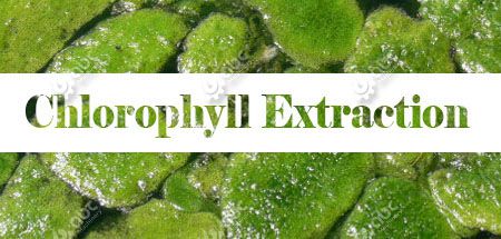 Chlorophyll extraction from seaweed, alga