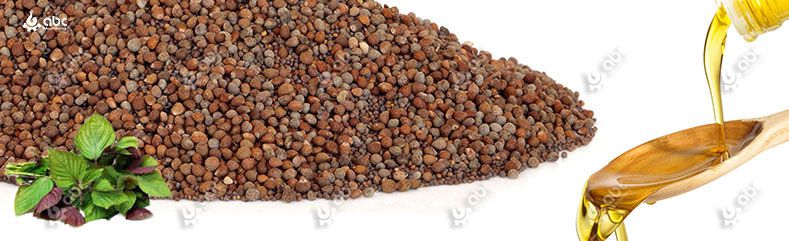 cold perilla seed-oil-extraction