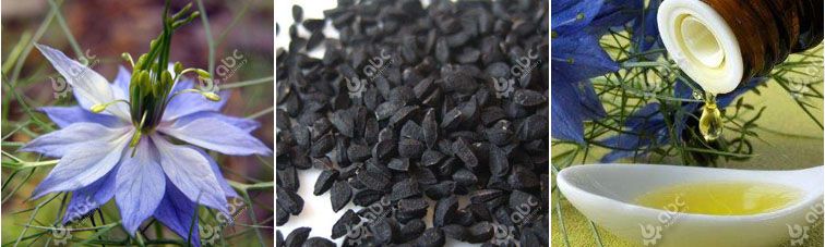 black cumin seeds oil