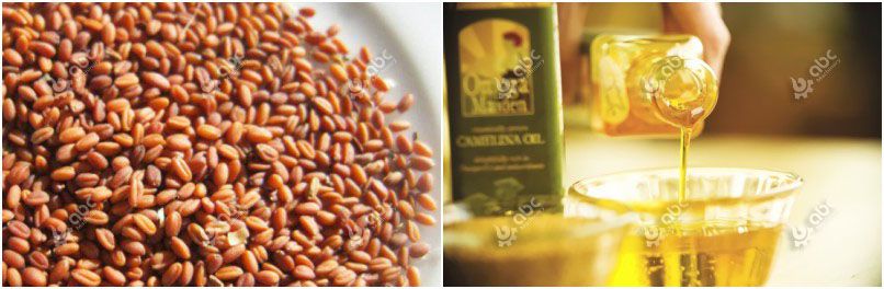 camelina oil extracted from camelina seeds