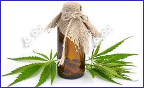 cannabis oil