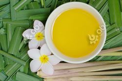 high quality citronella oil through low temperature extraction