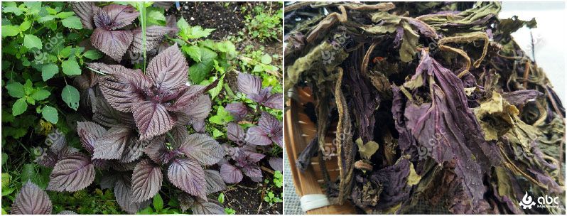 dried folium perillae leaf extracting