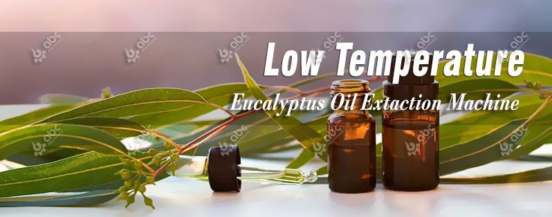 cold eucalyptus oil extraction technology