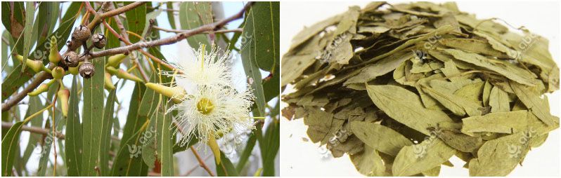 fresh and dried eucalyptus leaves