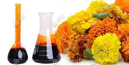 Oleoresin Extraction from Marigold