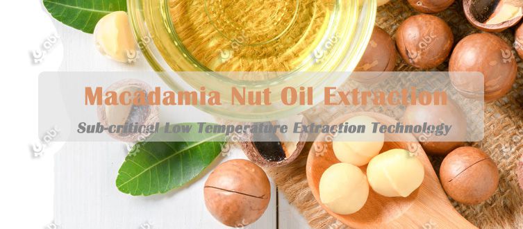 low temperature macadamia nut oil extraction technology