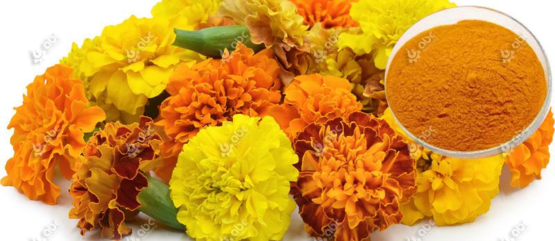 marigold flowers and extracts