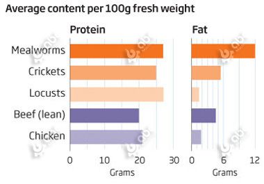 mealworm has rich protein and fat