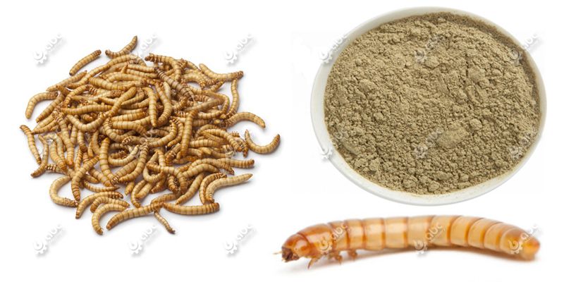 best mealworm protein