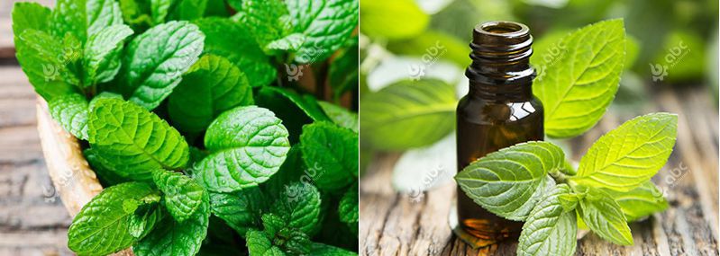 peppermint essential oil