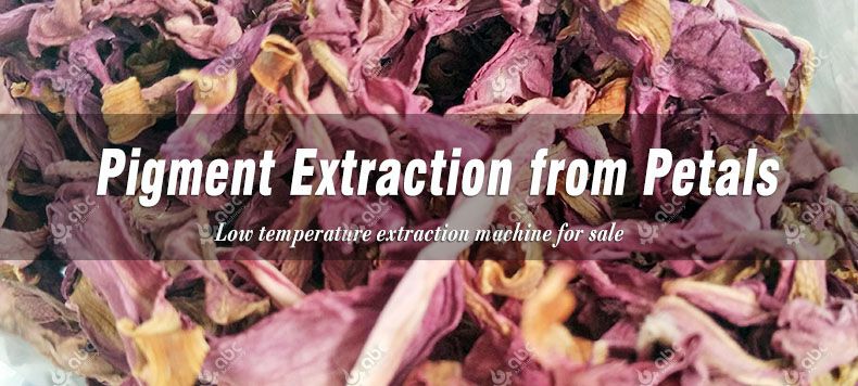 pigment extraction from petals