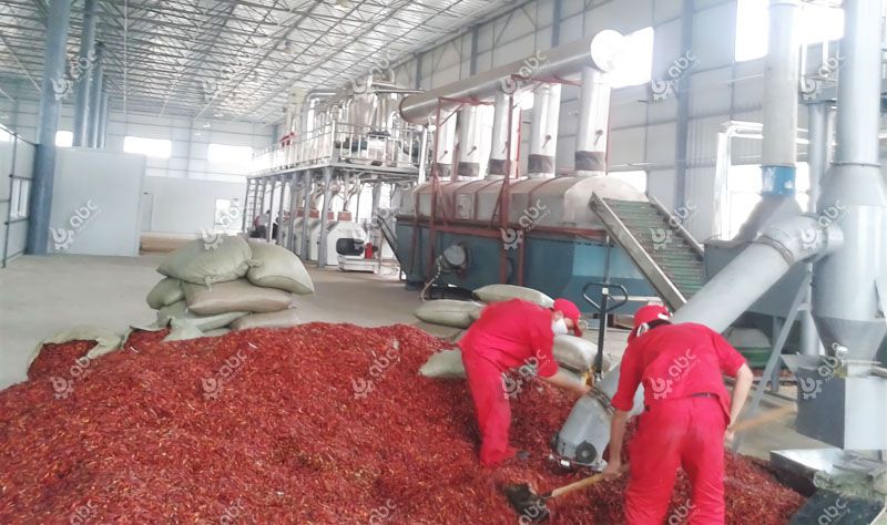 red chili pepper for capsicum pigment extraction