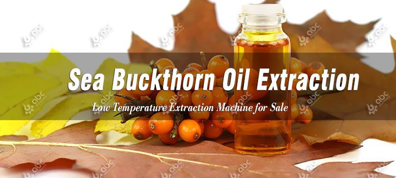 low temperature sea buckthorn seed oil extraction process
